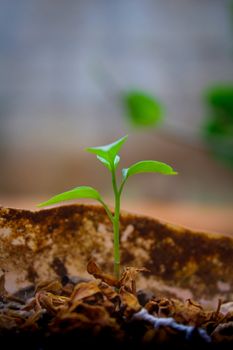 Close-up of a fresh green plant sprout growing in soil, symbolizing new life.